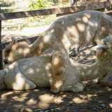 Gli alpaca sono inoltre teneri e fedeli. In Per� vengono anche utilizzati come compagni di viaggio e animali da soma per gli spostamenti in lungo e largo per le altissime Ande. Se notano l�uomo in difficolt� non vanno avanti senza di lui: lo aspettano e addirittura cercano di aiutarlo